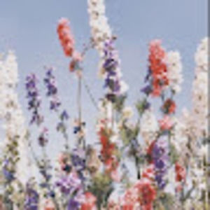 Meet your Posher, Cloe